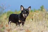 CHIHUAHUA 364
